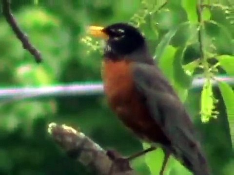 American robin singing. merle d'amérique en train de chanter
