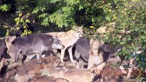 Wölfe im Wildpark Bad Mergentheim