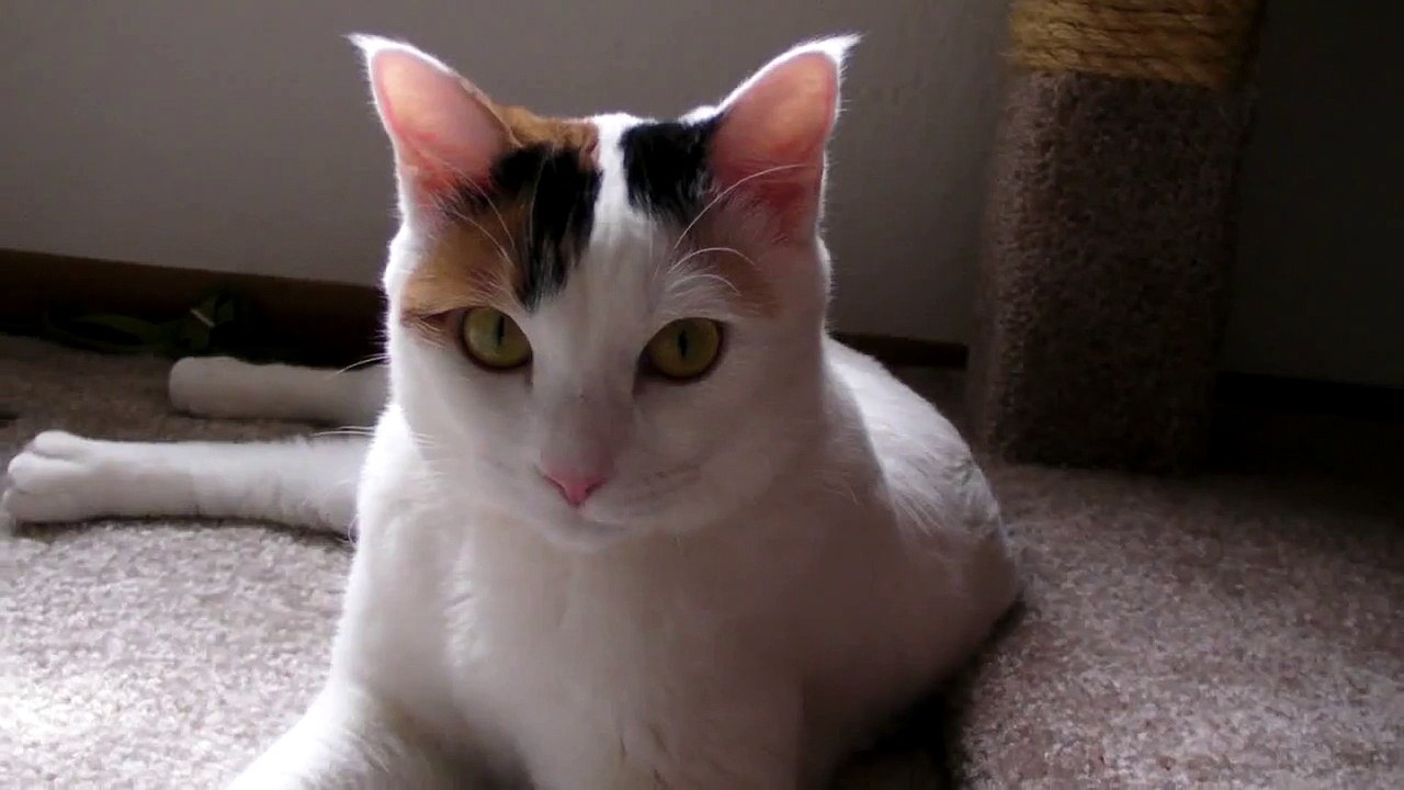 Japanese Bobtail - Mochi (HD)