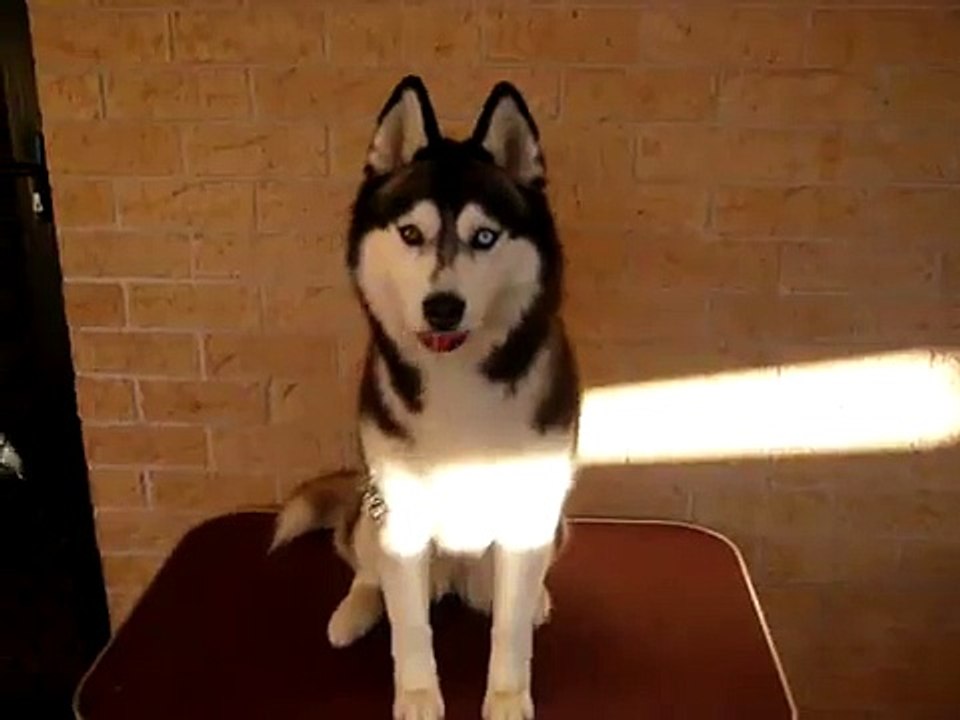 Scarlet the Siberian Husky