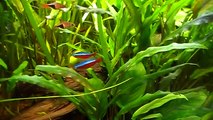 My fish tank with neon tetras, rasporas and angel fish