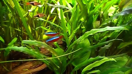 My fish tank with neon tetras, rasporas and angel fish