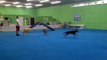 Miami Dog Boarding and Training - Bedtime Routine at the Canine Training Center