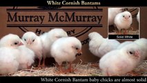 White Cornish Bantam Chicks