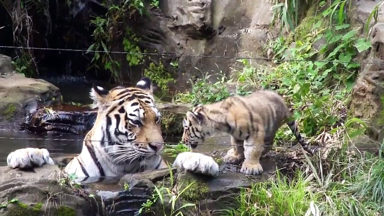 トラの赤ちゃん ケイスケ池ぽちゃでお母さんにやつあたり