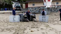 Henri and PeppeLePew released by the Pacific Marine Mammal Center on March 9