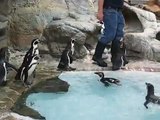 Penguin Feeding at Niagara Falls Aquarium