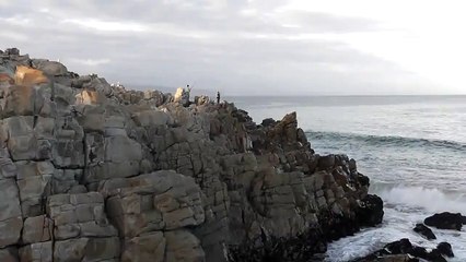 Southern Right Whale, (Eubalaena australis), Südkaper