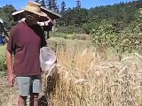 Seed Saving - Grain Collecting