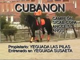CUBANON, VIDEOS DE CABALLOS, CABALLOS PURA RAZA ESPAÑOLA