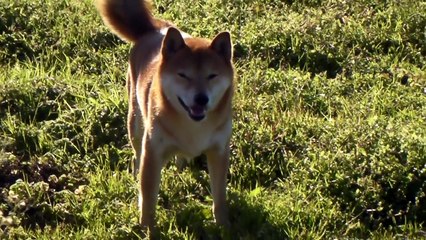 癒しの顔　柴犬ジロー　shiba inu