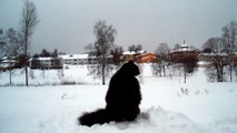 Neftys-Norwegian forest cat in the snow