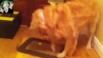 BEST FUNNY ANIMALS TRY NOT TO LAUGH   Dog eats lemon