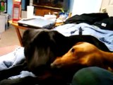 Two dogs french kissing for five minutes