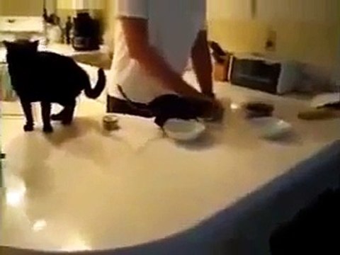 Коты приколы, свежая подборка 2014 мега ржач, best fun with animals, сборник приколов, Prikoly 2014