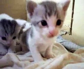 4 Gatitos en sus primeros juegos