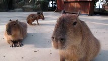 可愛カピバラ cute capybara