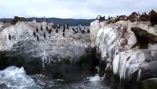 Beagle Channel - Ushuaia - Tierra Del Fuego - Patagonia - Feb 09