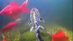 Underwater fish pond camera... Gold fish, Ghost Carp, Rudd, RIP billy big mouth bass