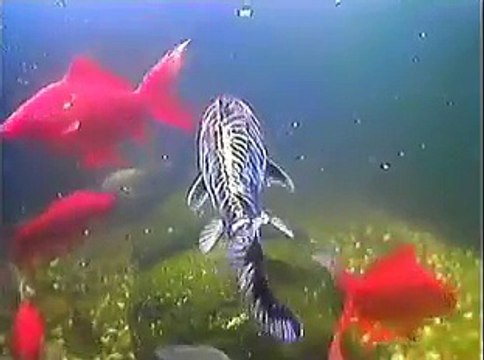 Underwater fish pond camera... Gold fish, Ghost Carp, Rudd, RIP billy big mouth bass