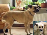 Carla - auch ein rumänischer Strassenhund hat das Recht, schmerzfrei gehen zu dürfen