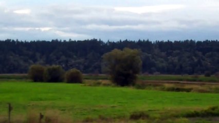 Nisqually National Wildlife Refuge Cackling Canada Geese