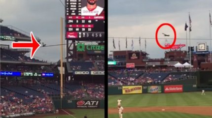 Daredevil Squirrel Divebombs Phillies Dugout From 50 Feet In The Air