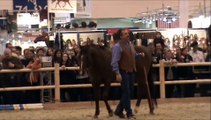 Equitana 2011: Birger Giesecke mit seinem tollen Pferd Paul - Natural Horsemanship