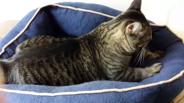 Feline Observational Video VIII - Tacy the Cat Kneading