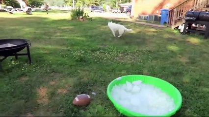 7 Simple Life Hacks for Your Dog