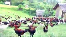 hens form in pakistan intresting video