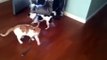 Cat drags dog