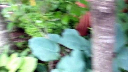 スーパーカブまさや君と愉快な仲間たち　2013・7・28　奥三河　四谷千枚田