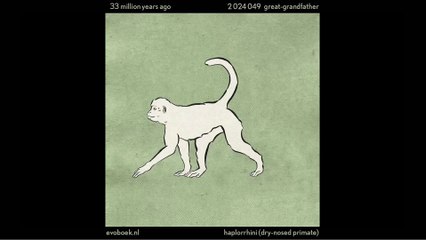 550 million years of human evolution [animation]