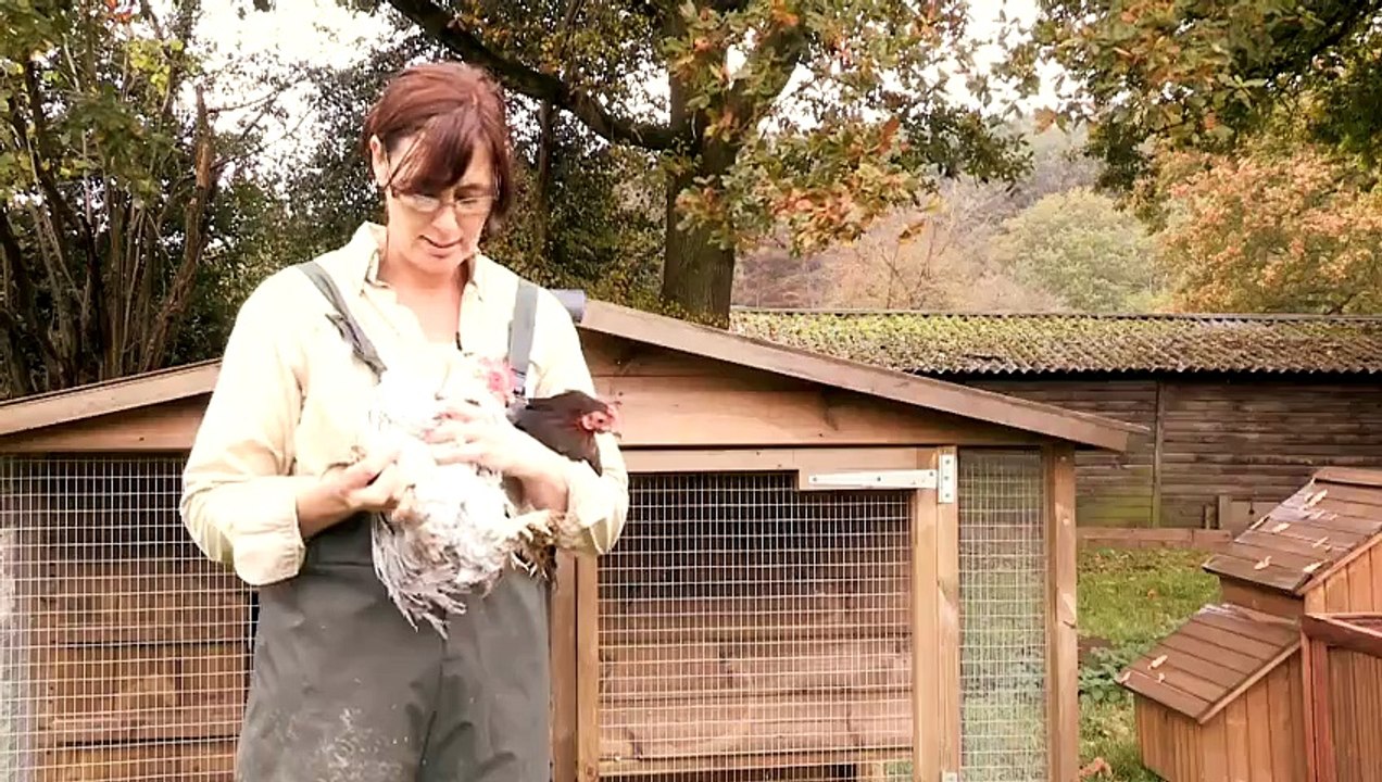 How To Tell Between A Chicken And A Hen