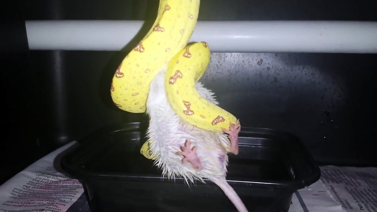 Green Tree Python Meal Time