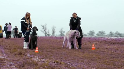 Coursing with Great Dane and Irish Wolfhound