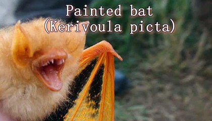 Painted bats Thailand