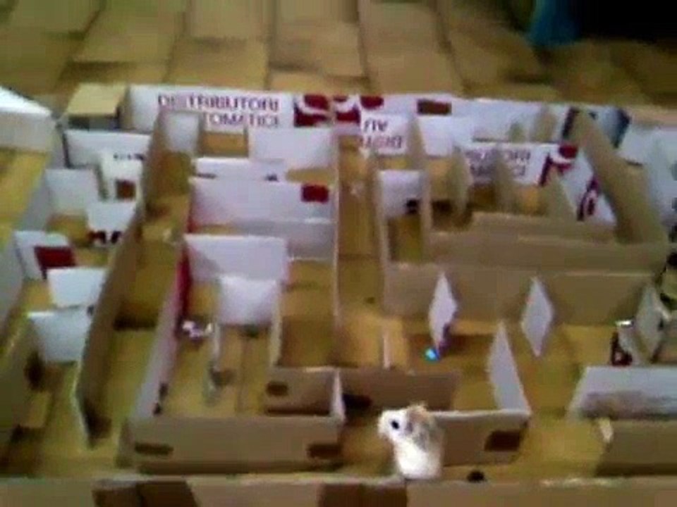 labirinto dei criceti