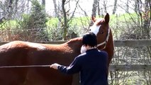 Wie im Pferdeumgang die Gewalt aus der Kindheit sichtbar wird
