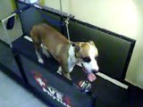 Fisioterapia Veterinária - Canino Bandit