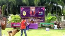 GERMAN SHEPHERD @K.S Pattaya Thailand 17-03-2013 Past/1