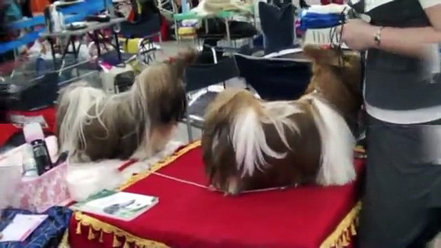 Международная выставка собак Евразия 2013