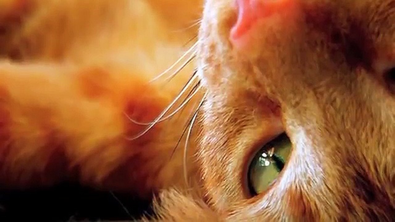 Warrior Cats Theme Songs