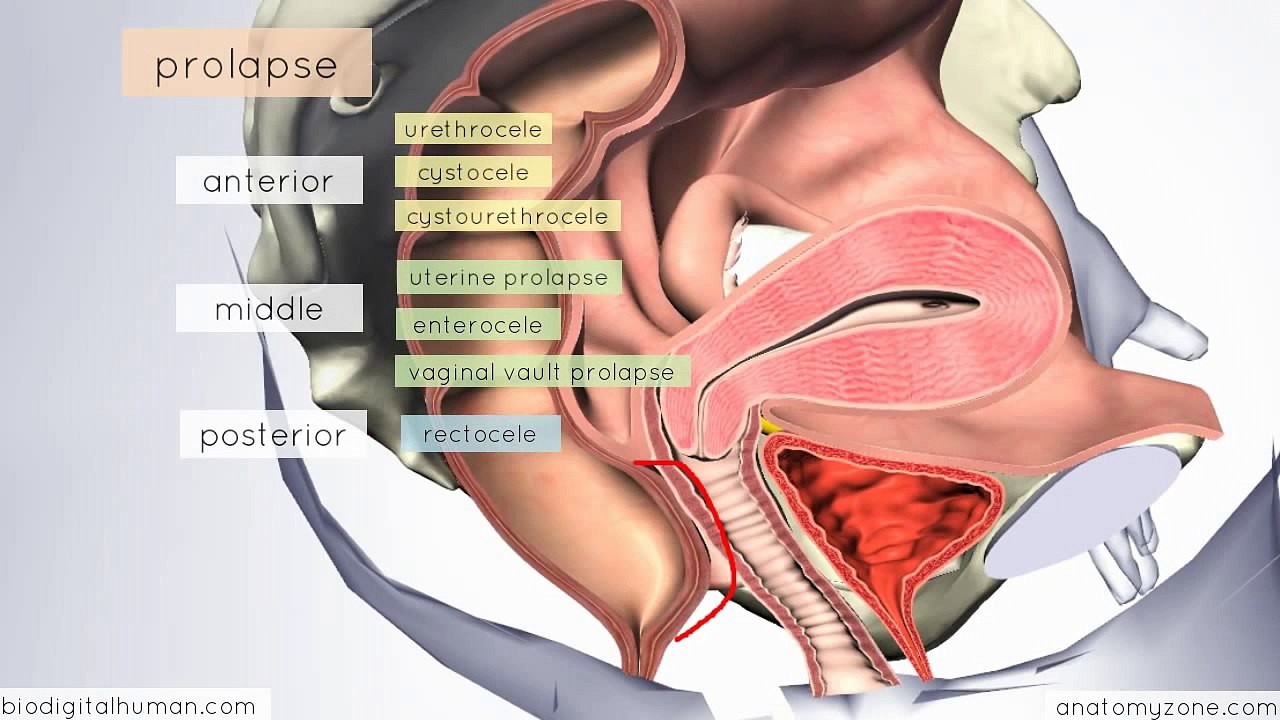 Clinical Reproductive Anatomy - Uterus - 3D Anatomy Tutorial