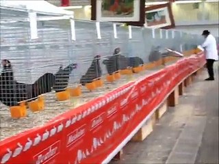 92-й Чемпионат Германии. Куры. Часть2