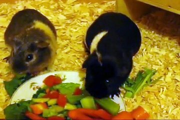 Guinea Pigs - Eating Vegetables