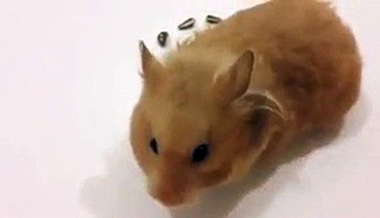 Amazing Rabbitc