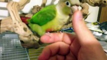 Morning wake up call, green cheek conure and pied cockatiel