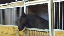 Cavalo esperto escapa de cocho em estábulo e abre outros cochos